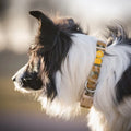 Woolly Wolf Cloudbeam Collar — M: 30-45cm