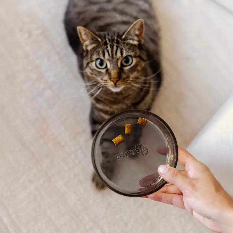 DAWN - Katzenfutternapf aus Glas — Schwarz