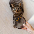 DAWN - Katzenfutternapf aus Glas — Schwarz