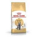 Royal Canin Feline British Shorthair — 2kg