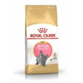 Royal Canin Feline British Shorthair Kitten — 2kg