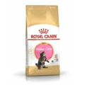 Royal Canin Feline Maine Coon Kitten — 400g