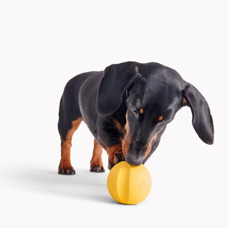 Fetch Ball — Gelb