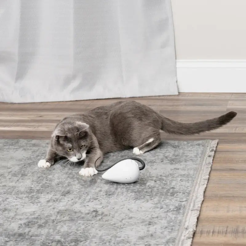 RoloRat Automatisches Katzenspielzeug