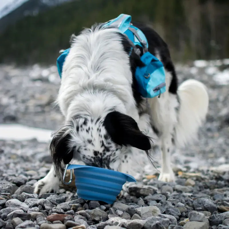 Collaps-a-Bowl faltbarer Reisewassernapf — Blau