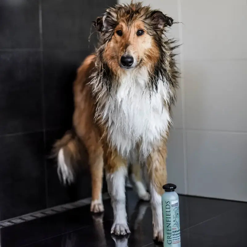 Greenfields Hundeshampoo Colorful Coat 270 ml
