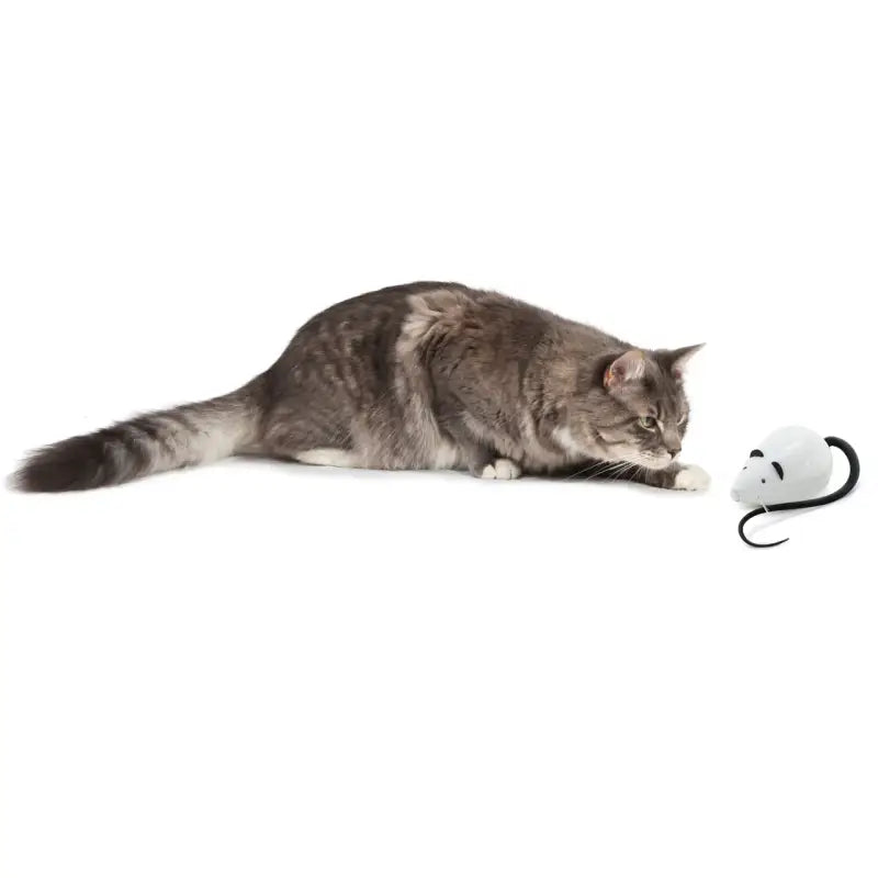 RoloRat Automatisches Katzenspielzeug