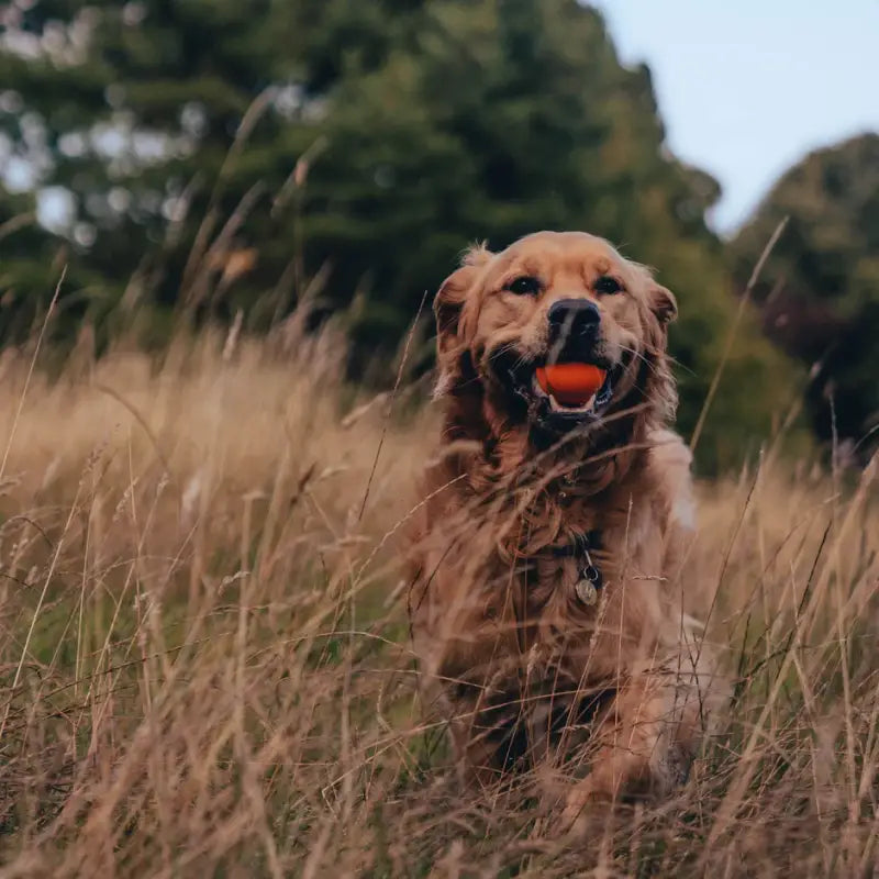 Fetch Ball — Orange