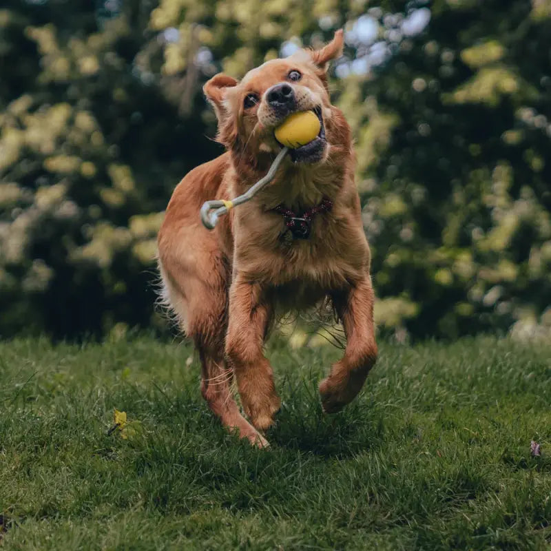 Slinger Ball — Orange
