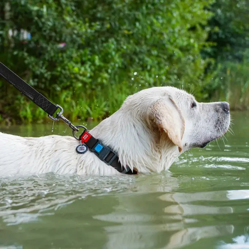 Waudog Wasserdichtes Hundehalsband mit QR-Code-Pass — Orange / Klein 15mm