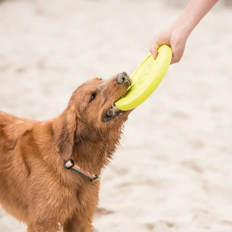 Zogoflex Zisc Frisbee — Groß / Grün